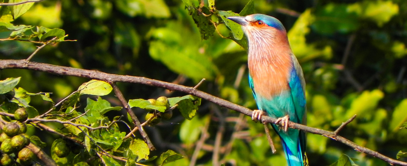 Visit Kitam Bird Sanctuary with Your Family